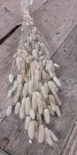 Lagurus droogbloemen, Huis en Inrichting, Woonaccessoires | Kunstplanten en Kunstbloemen, Nieuw