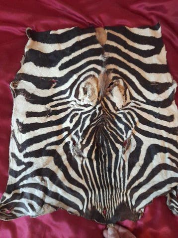 Zebra Balg - Zèbre - 61 cm - 49 cm - 0.5 cm -
