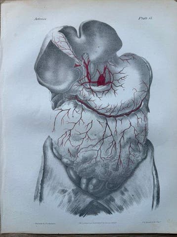 P. S. Duval (XIX) - A Series of Anatomical Plates, anatomie