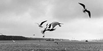 Sviatlana Petushkova - Baltic gulls