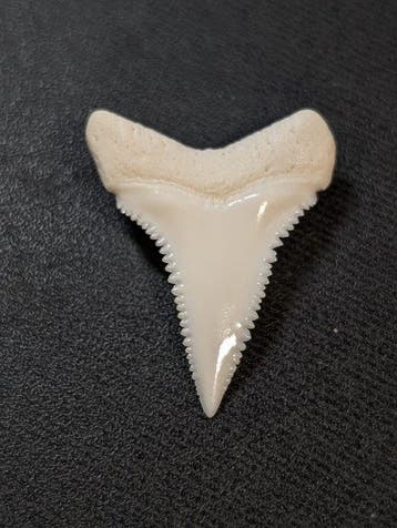 Grand requin blanc Dent - Carcharodon carcharias - with, Collections