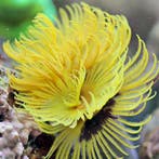 Sabellastarte Yellow