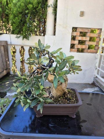 Bonsaï Olivier (Olea europaea) - Hauteur (arbre) : 27 cm -, Antiquités & Art