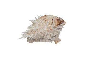 Caribische schat: Witte Atlantische Steklauster (Spondylus, Verzamelen, Mineralen en Fossielen