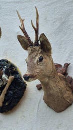 Reebok Taxidermie wandmontage - Capreolus capreolus -, Nieuw