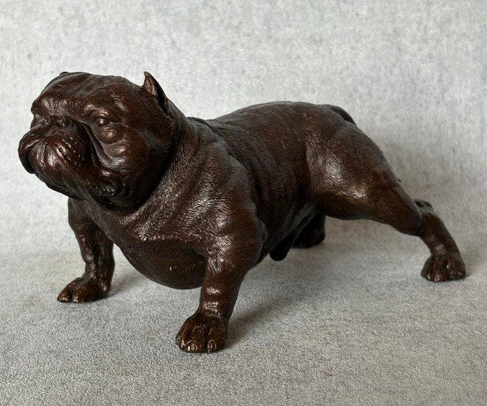 Beeld, Bull Dog 18 cm (Zonder Minimumprijs) - 10 cm - Brons, Antiquités & Art, Curiosités & Brocante