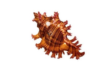Chicoreus saulii (95mm) - Sauls Murex - Uitzonderlijk, Antiek en Kunst