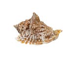 Verzamelaarsslak Strombius raninus / Taxidermie volledige