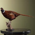 Fazant Taxidermie Opgezette Dieren By Max, Ophalen of Verzenden, Nieuw, Vogel, Opgezet dier
