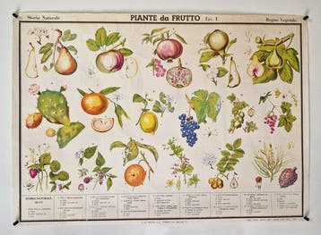 G.B. Paravia & C. - Storia Naturale - Piante da Frutto -
