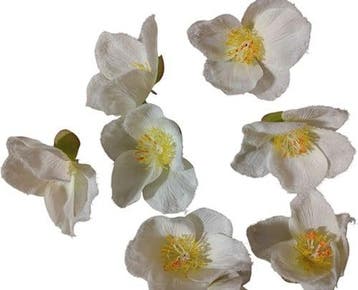 Bloemhoofd Zijdenbloem per stuk, Nieuw