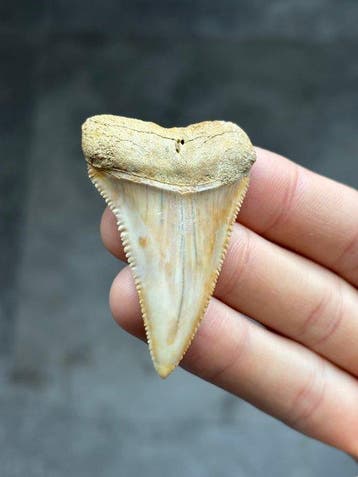 Requin - Dent fossile - Carcharodon Carcharias - 5.9 cm, Collections