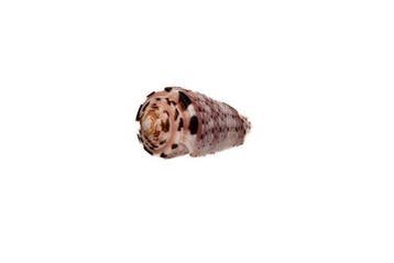 Pièce de collection éclatante de couleurs : Conus aurisiacus