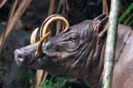 Sooka Interior - Sculpture, Sooka Interior - Babirusa Skull