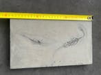Zeereptiel - Gefossiliseerd dier - Fossil de Keichousaurus -