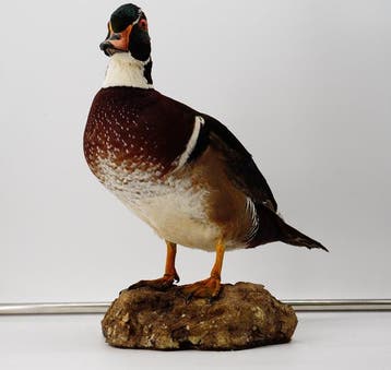 Eend-bruid Taxidermie volledige montage - Aix sponsa - 28 cm, Nieuw