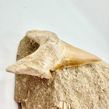 Dent de requin fossilisée Otodus obliquus - Crâne fossile -
