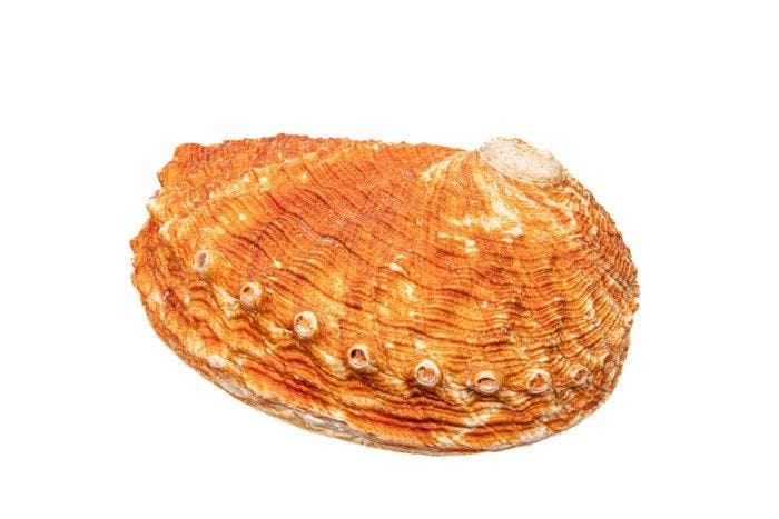 Verzamelobject TOP Pourtales abalones Skelet - Haliotis, Verzamelen, Dierenverzamelingen