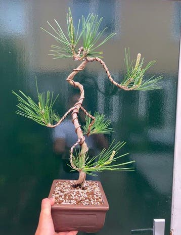 Den bonsai (Pinus) - Hoogte (boom): 43 cm - Diepte (boom):, Antiek en Kunst