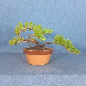 Jeneverbes bonsai (Juniperus) - Hoogte (boom): 12 cm -