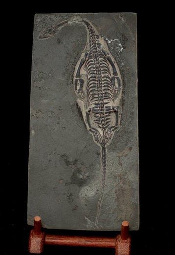 Reptile marin - Matrice fossile - Keichousaurus sp. (BIG) -