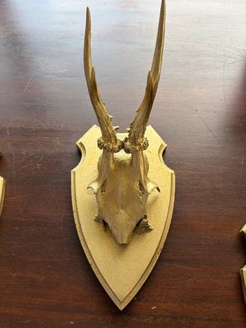 Reebok Gewei - Cervus capreolus - 20 cm - 15 cm - 20 cm -