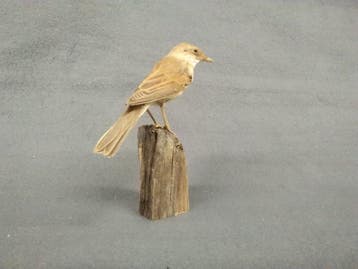 witkeel Taxidermie volledige montage - Sylvia communis - 13, Verzamelen, Dierenverzamelingen, Nieuw