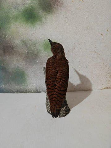 pic roux Support de corps entier pour taxidermie -, Collections, Collections Animaux