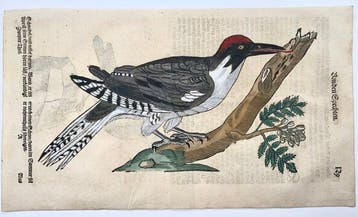 Conrad Gessner [d1565]; folio, 2 hand coloured woodcuts -
