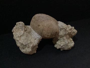 Gefossiliseerde schelp - Three Large Bivalve Corbis Ovatis,, Collections