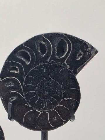 Ammoniet - Gefossiliseerd dier - 3 Black Ammonite Fossils on