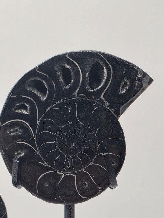 Ammoniet - Gefossiliseerd dier - 3 Black Ammonite Fossils on, Collections, Minéraux & Fossiles