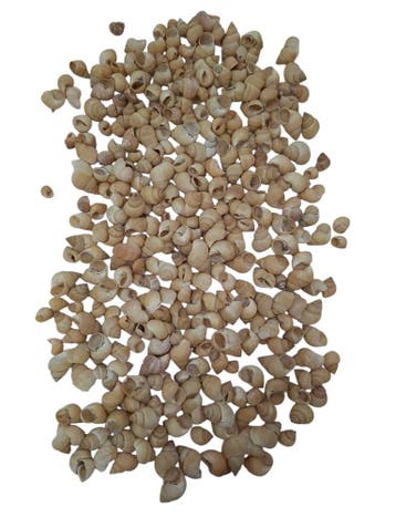 Umachi Schelpen Naturel 250 gram, Nieuw