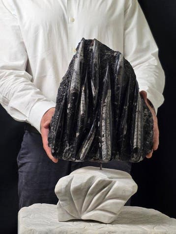 Orthoceras - Gefossiliseerd dier - 42 cm