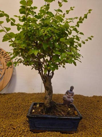 Liguster bonsai (Ligustrum) - Hoogte (boom): 45 cm - Diepte