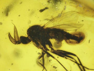 Ambre de Birmanie - Ambre - Rare Cretaceous Burmese Amber