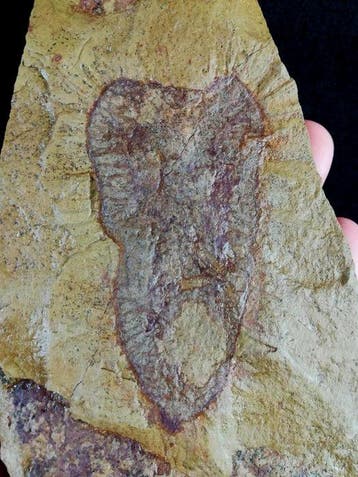 Primitieve spons – uitzonderlijk behoud!!! - Gefossiliseerd