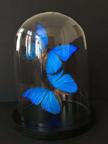 Vlinder Taxidermie volledige montage - Morpho didius - 30 cm, Nieuw