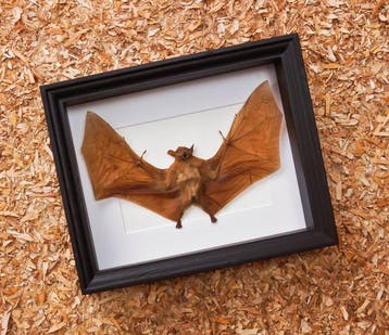 Vesper Bat peint - encadré Support de corps entier pour