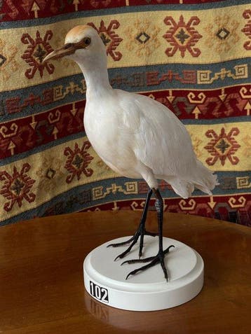 Airone ossenhoeder Taxidermie volledige montage - Bubulcus, Nieuw