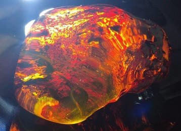 Mexicaanse barnsteen uit Chiapas!! AAA museumkwaliteit- 130