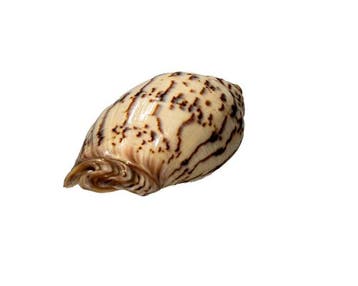 Cymbiola flavicans (77 mm, Toptoestand GEM) – Uitzonderlijk