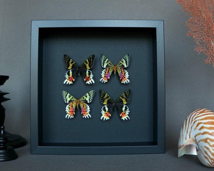 Mot Taxidermie volledige montage - Urania ripheus - 25 cm -, Verzamelen, Dierenverzamelingen