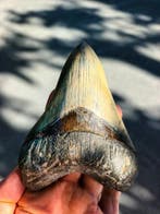 Megalodon - Fossiele tand - 120 mm - 90 mm, Verzamelen
