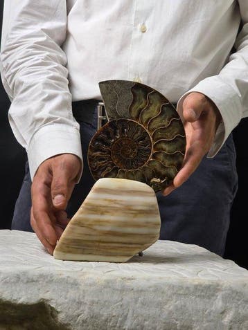 Ammoniet - Gefossiliseerd dier - Aioloceras (Cleoniceras)