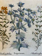 Basilius Besler (Wöhrd, 1561 – 1629) - Heliantbemum floro