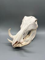 Wrattenzwijn Schedel - Phacochoerus africanus - 19 cm - 17, Verzamelen, Dierenverzamelingen, Nieuw