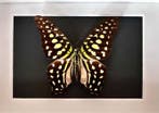 Vlinder Taxidermie volledige montage - Graphium Agamemnon de