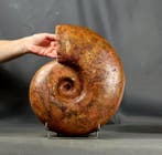 Grote, natuurlijk gekleurde ammoniet - Gefossiliseerd dier -, Verzamelen, Mineralen en Fossielen
