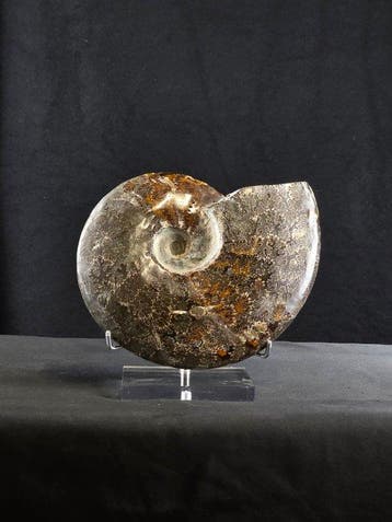 Ammoniet - Gefossiliseerd dier - Ammonite Cleoniceras on